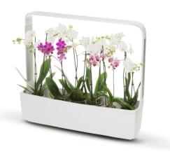 Inteligentn� kvetin��e