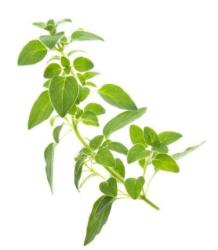 �tartovac� bal��ek (kapsule so semenamy, 4 ks) (5)