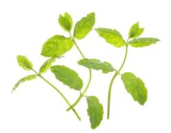 Thajsk� bylinky (kapsule so semenamy, 6 ks)(2)