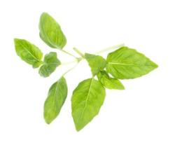 Thajsk� bylinky (kapsule so semenamy, 6 ks) (3)